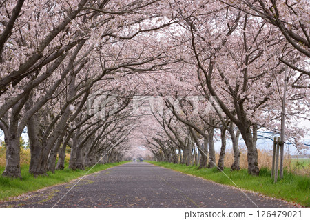 川添櫻花路 126479021