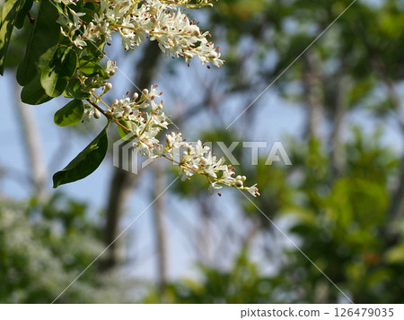 沐浴在藍天和透過樹梢的陽光下的木瓜樹梢(木瓜樹的白色花朵和花蕾的特寫) 沐浴在藍天和透過樹梢的陽光下的木瓜樹梢(木瓜樹的白色花朵和花蕾的特寫) 126479035