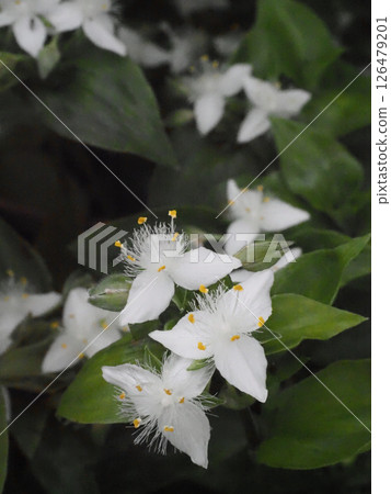 白色鴨跖草花(在陰涼處盛開的常綠鴨跖草花) 白色鴨跖草花(在陰涼處盛開的常綠鴨跖草花) 126479201