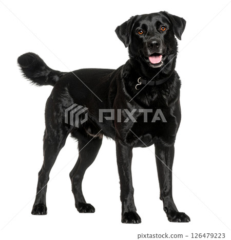 Black dog on white background 126479223