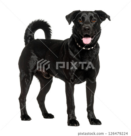 Black dog on white background 126479224