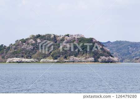 Cherry blossoms in full bloom and Lake Koyama, Tottori Prefecture 126479280