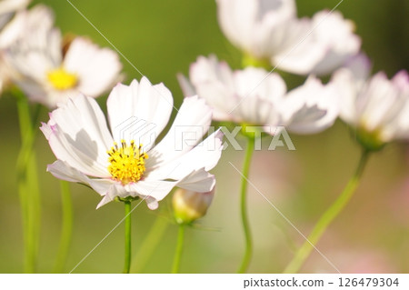 沐浴在陽光下的白色波斯菊 126479304