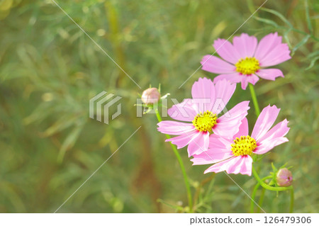 粉紅色和白色擠壓波斯菊花邊 126479306