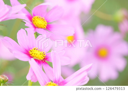 粉紅色的宇宙 粉紅色的宇宙 126479313