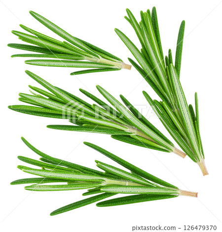 Fresh rosemary plant isolated on a white background, a healthy organic herb and spice ingredient 126479370
