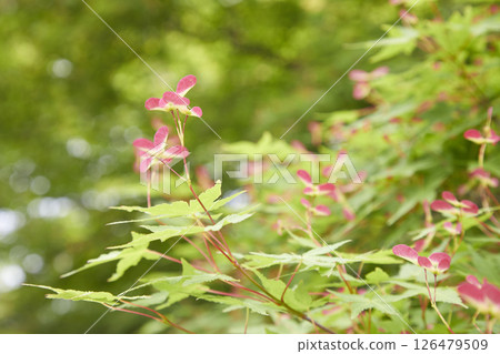 新鮮的綠色槭樹花 新鮮的綠色槭樹花 126479509