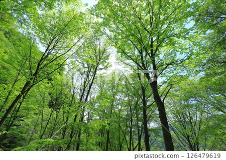 fresh green forest fresh green forest 126479619