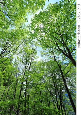 清新的綠色森林 126479621