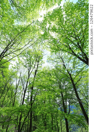清新的綠色森林 126479622