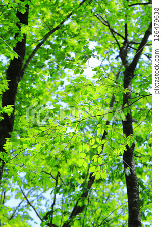 fresh green forest fresh green forest 126479638