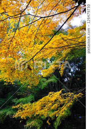 Autumn leaves at Makinoike Park Autumn leaves at Makinoike Park 126479730