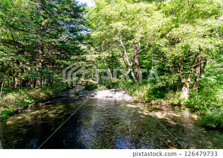 <Nagano> Kamikochi virgin forest scenery 126479733