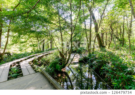 <長野>上高原森林風景 126479734