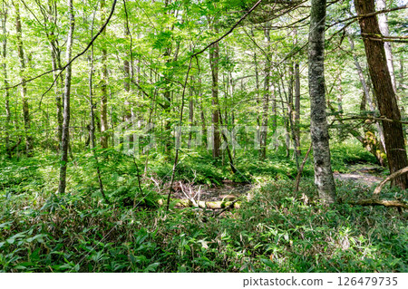 <長野>上高原森林風景 126479735