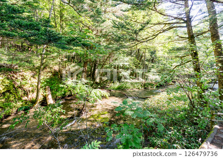 <Nagano> Kamikochi virgin forest scenery <Nagano> Kamikochi virgin forest scenery 126479736