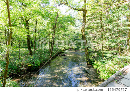 <長野>上高原森林風景 126479737