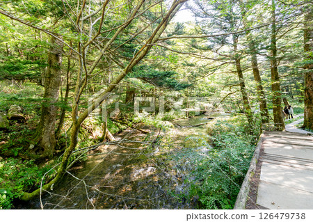 <長野>上高原森林風景 <長野>上高原森林風景 126479738