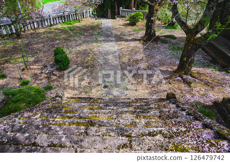 [長勝寺] 寺內花瓣飛舞 [長野市新更町] 126479742