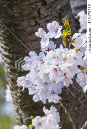 Cherry blossoms in full bloom, Inaba Senbonzakura, Somei Yoshino, Tottori Prefecture Cherry blossoms in full bloom, Inaba Senbonzakura, Somei Yoshino, Tottori Prefecture 126479789