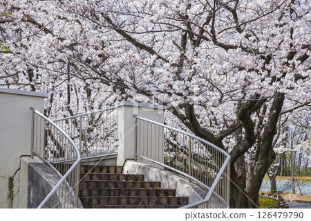 Cherry blossoms in full bloom, Inaba Senbonzakura, Somei Yoshino, Tottori Prefecture Cherry blossoms in full bloom, Inaba Senbonzakura, Somei Yoshino, Tottori Prefecture 126479790