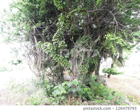 Forest of the Rice Field God (Kobo Daishi Hall) Forest of the Rice Field God (Kobo Daishi Hall) 126479793