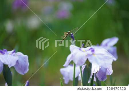 A dragonfly resting on an iris bud A dragonfly resting on an iris bud 126479820