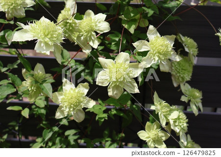 鐵線蓮花花 126479825