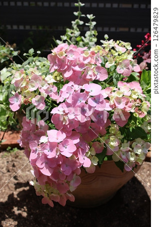 拉格朗日繡球花種植 126479829