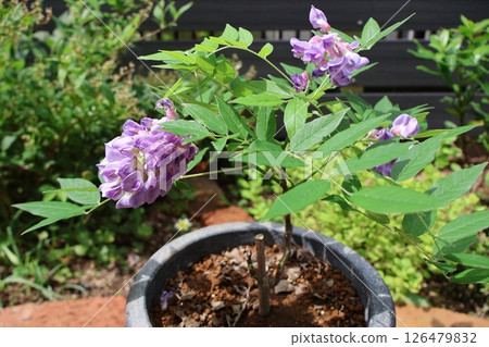 Purple flowers of wisteria in bloom Purple flowers of wisteria in bloom 126479832