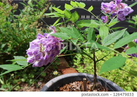 紫藤的紫色花朵 紫藤的紫色花朵 126479833