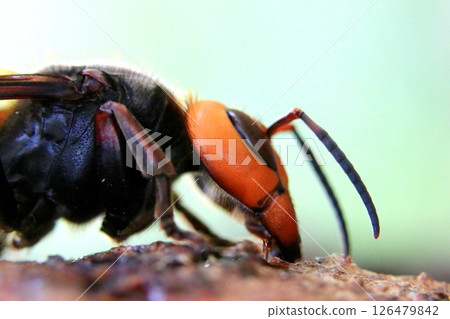 Spring Queen Bee 126479842