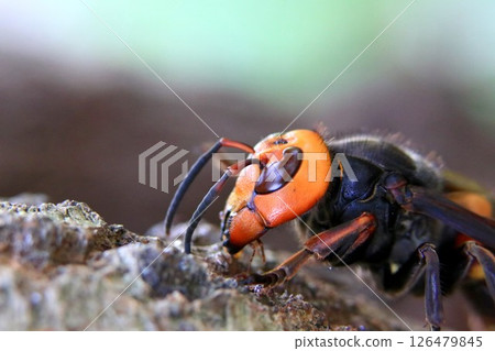 春季蜂王 126479845