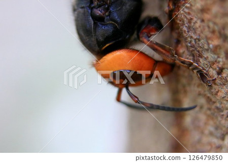 Spring Queen Bee Spring Queen Bee 126479850