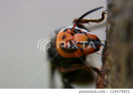 Spring Queen Bee Spring Queen Bee 126479852