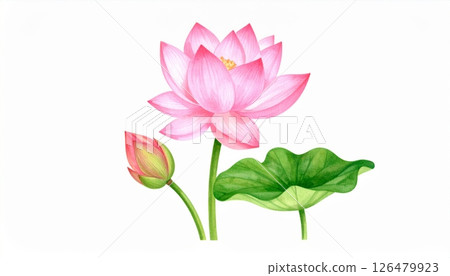 Pink tulips blossom in a beautiful spring garden, their vibrant petals blooming with natural floral beauty 126479923