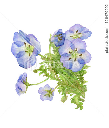 Watercolor illustration of nemophila 126479992