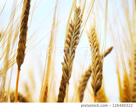 Beer wheat 126480322