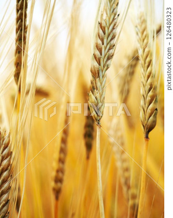 Beer wheat 126480323