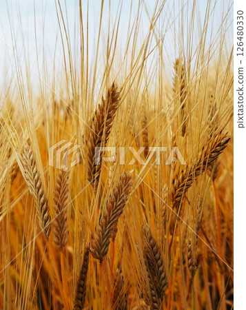 Beer wheat Beer wheat 126480330