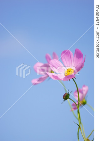 Pink cosmos shining in the blue sky Pink cosmos shining in the blue sky 126480432