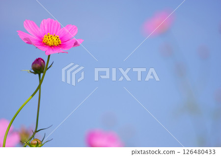 Pink cosmos blooming toward the blue sky Pink cosmos blooming toward the blue sky 126480433