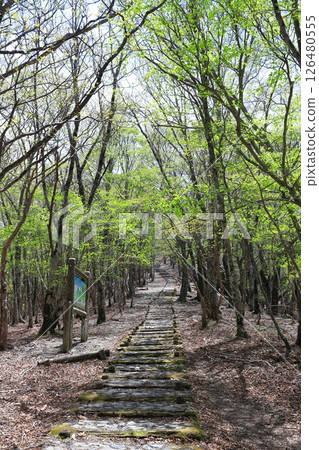 新鮮的綠山 126480555