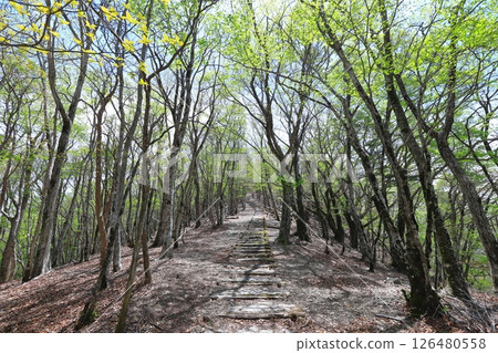 Fresh green Mt. 126480558