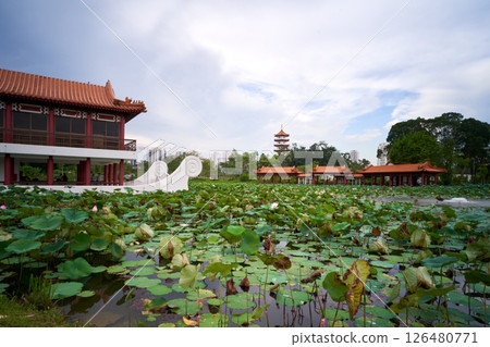landscape of the Chinese Garden lily pond 126480771