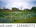landscape of the Chinese Garden lily pond 126480772