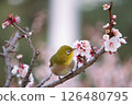 White-eye that sucks the nectar of plum blossoms 126480795