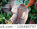 Winter fallen leaves 126480797