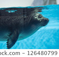 Swimming seal 126480799
