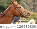 Profile of a running horse 126480800
